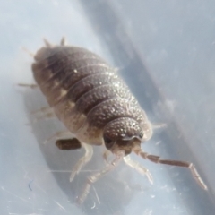 Porcellio scaber at Narrabundah, ACT - 7 Jul 2022 11:09 AM