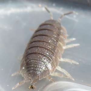 Porcellio scaber at Narrabundah, ACT - 7 Jul 2022 11:09 AM