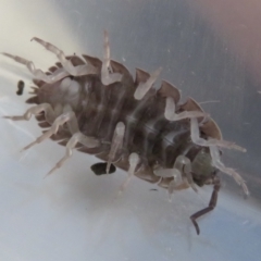 Porcellio scaber at Narrabundah, ACT - 7 Jul 2022 11:09 AM