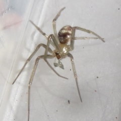 Cryptachaea gigantipes (White porch spider) at Narrabundah, ACT - 7 Jul 2022 by RobParnell