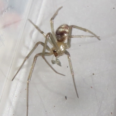 Cryptachaea gigantipes (White porch spider) at Narrabundah, ACT - 7 Jul 2022 by RobParnell