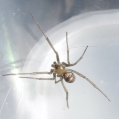 Cryptachaea gigantipes at Narrabundah, ACT - 7 Jul 2022 11:24 AM