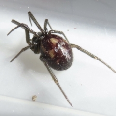 Steatoda sp. (genus) (False Redback) at Narrabundah, ACT - 7 Jul 2022 by RobParnell