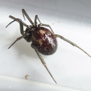 Steatoda sp. (genus) at Narrabundah, ACT - 7 Jul 2022