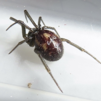 Steatoda sp. (genus) at Narrabundah, ACT - 7 Jul 2022 by RobParnell