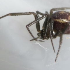 Steatoda sp. (genus) at Narrabundah, ACT - 7 Jul 2022