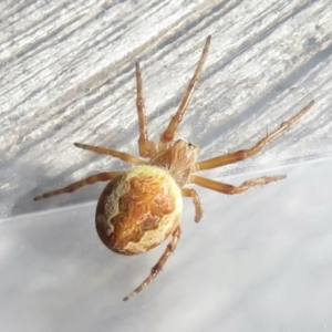 Araneus hamiltoni at Narrabundah, ACT - 14 Jul 2022 12:27 PM