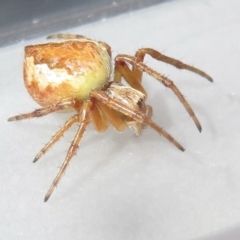 Araneus hamiltoni at Narrabundah, ACT - 14 Jul 2022 12:27 PM