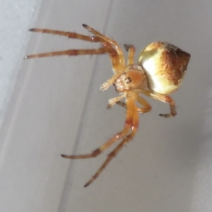 Araneus hamiltoni at Narrabundah, ACT - 14 Jul 2022 12:27 PM