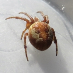 Araneus hamiltoni at Narrabundah, ACT - 14 Jul 2022