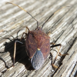 Poecilometis strigatus at Narrabundah, ACT - 17 Jul 2022