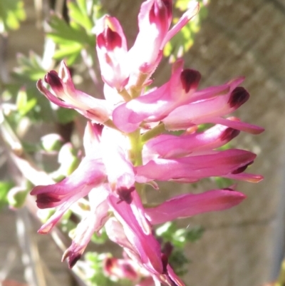 Fumaria sp. (Fumitory) at Narrabundah, ACT - 18 Jul 2022 by RobParnell