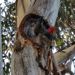 Callocephalon fimbriatum (Gang-gang Cockatoo) at Turner, ACT - 26 Jul 2022 by KShonk