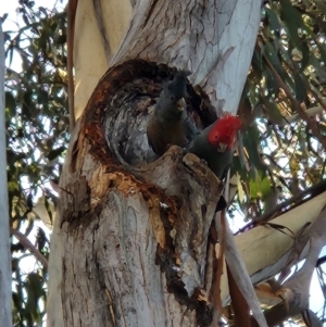 Callocephalon fimbriatum at Turner, ACT - suppressed