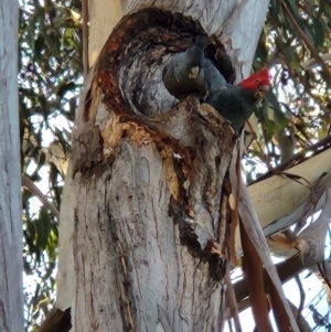 Callocephalon fimbriatum at Turner, ACT - suppressed