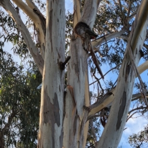 Callocephalon fimbriatum at Turner, ACT - suppressed