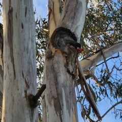 Callocephalon fimbriatum at Turner, ACT - suppressed