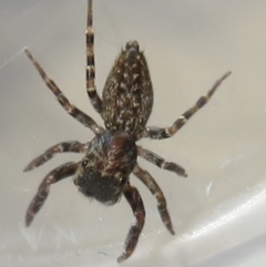 Unidentified Jumping & peacock spider (Salticidae) (TBC) at Narrabundah, ACT - 23 Jul 2022 by RobParnell