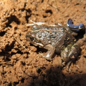 Limnodynastes tasmaniensis at Pialligo, ACT - 27 Jul 2022 03:46 PM