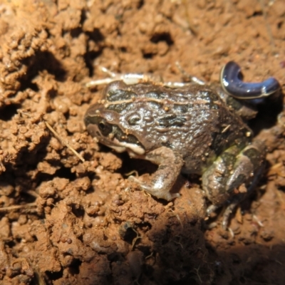 Limnodynastes tasmaniensis (Spotted Grass Frog) at Pialligo, ACT - 27 Jul 2022 by Christine