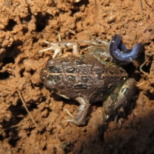 Limnodynastes tasmaniensis at Pialligo, ACT - 27 Jul 2022 03:46 PM