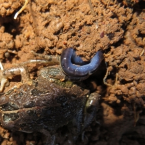 Caenoplana coerulea at Pialligo, ACT - 27 Jul 2022 03:47 PM