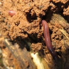 Oligochaeta sp. (class) (Unidentified earthworm) at Pialligo, ACT - 27 Jul 2022 by Christine
