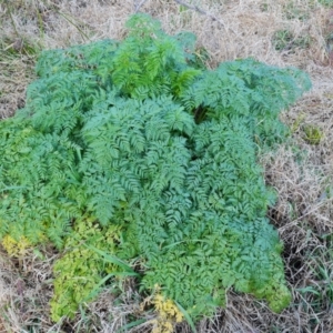 Conium maculatum at Stromlo, ACT - 27 Jul 2022