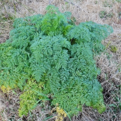 Conium maculatum (Hemlock) at Cotter Reserve - 27 Jul 2022 by Mike