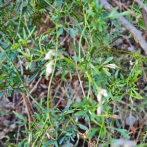 Clematis leptophylla at Stromlo, ACT - 27 Jul 2022