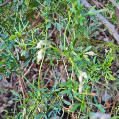 Clematis leptophylla (Small-leaf Clematis, Old Man's Beard) at Bullen Range - 27 Jul 2022 by Mike