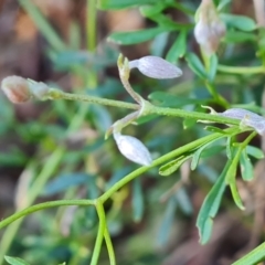 Clematis leptophylla at Stromlo, ACT - 27 Jul 2022