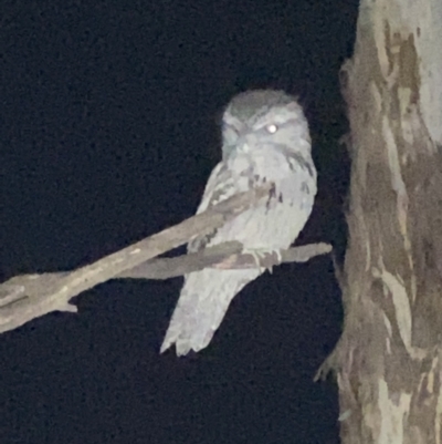 Podargus strigoides (Tawny Frogmouth) at Red Hill to Yarralumla Creek - 27 Jul 2022 by ruthkerruish