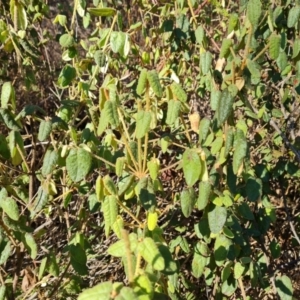 Correa reflexa at Stromlo, ACT - 27 Jul 2022