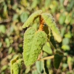 Correa reflexa at Stromlo, ACT - 27 Jul 2022