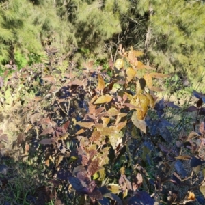 Adriana tomentosa var. tomentosa at Stromlo, ACT - 27 Jul 2022 02:44 PM