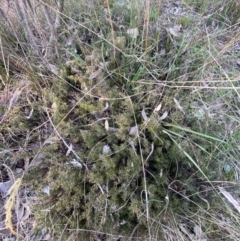 Lissanthe strigosa subsp. subulata (Peach Heath) at QPRC LGA - 27 Jul 2022 by Steve_Bok