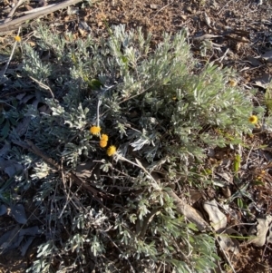 Chrysocephalum apiculatum at Jerrabomberra, NSW - 27 Jul 2022