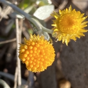 Chrysocephalum apiculatum at Jerrabomberra, NSW - 27 Jul 2022