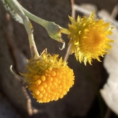 Chrysocephalum apiculatum at Jerrabomberra, NSW - 27 Jul 2022