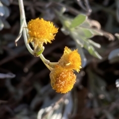 Chrysocephalum apiculatum at Jerrabomberra, NSW - 27 Jul 2022