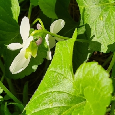 Viola odorata (Sweet Violet, Common Violet) at Cotter Reserve - 27 Jul 2022 by Mike