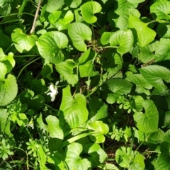 Viola odorata at Stromlo, ACT - 27 Jul 2022