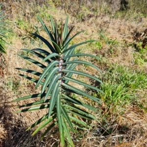 Euphorbia lathyris at Stromlo, ACT - 27 Jul 2022
