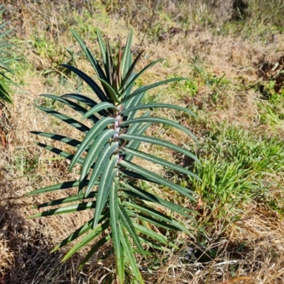 Euphorbia lathyris (Caper Spurge) at Cotter Reserve - 27 Jul 2022 by Mike