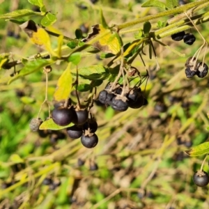 Solanum chenopodioides at Stromlo, ACT - 27 Jul 2022