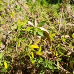 Solanum chenopodioides at Stromlo, ACT - 27 Jul 2022
