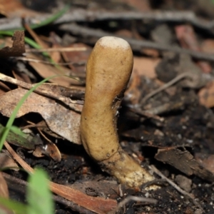 Cordyceps sp. (genus) at Paddys River, ACT - 27 Jul 2022