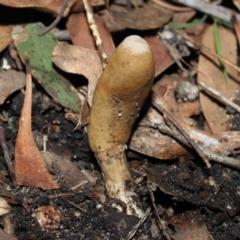 Cordyceps sp. (genus) at Paddys River, ACT - 27 Jul 2022