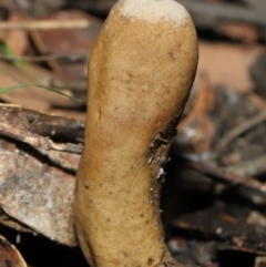 Cordyceps sp. (genus) at Paddys River, ACT - 27 Jul 2022